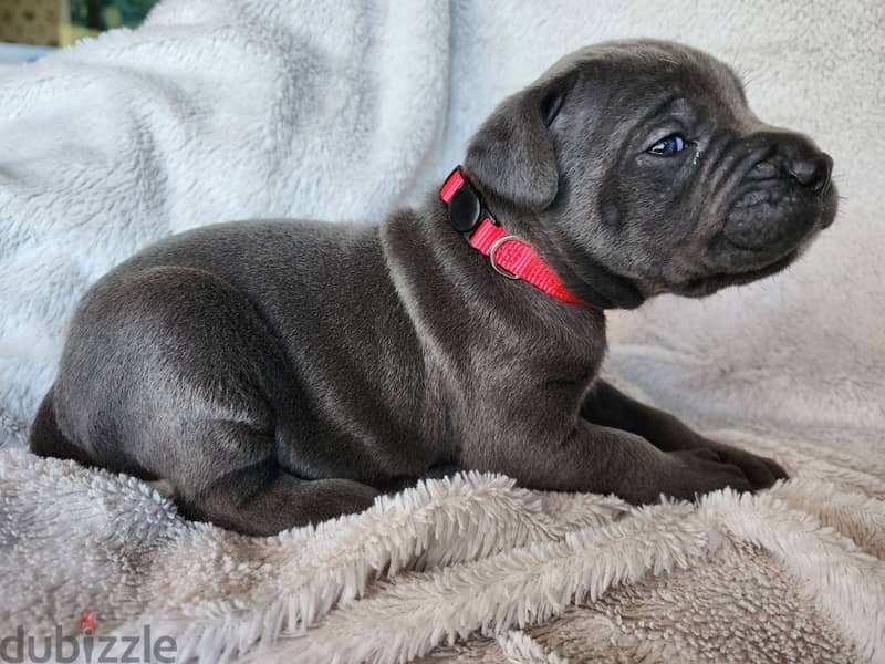 Cane Corso Puppies Whatsapp me +972553390216 0