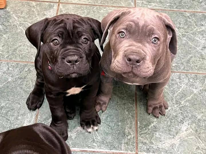 Cane Corso Puppies Whatsapp me +972553390216 1