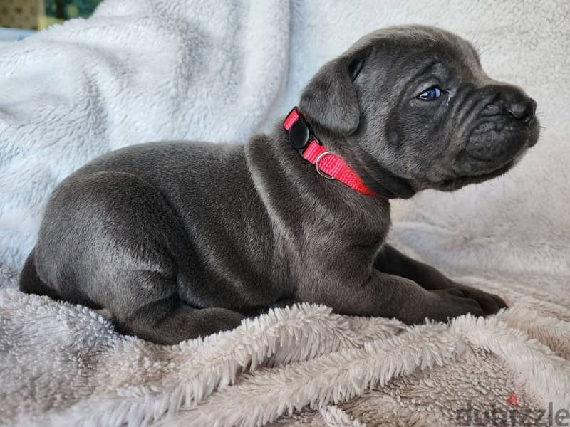 Cane Corso Puppies Whatsapp me +972553390216 0