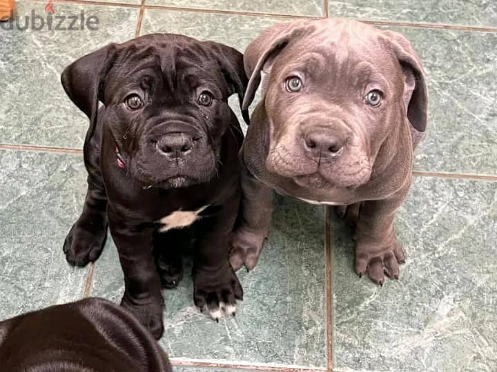 Cane Corso Puppies Whatsapp me +972553390216 1