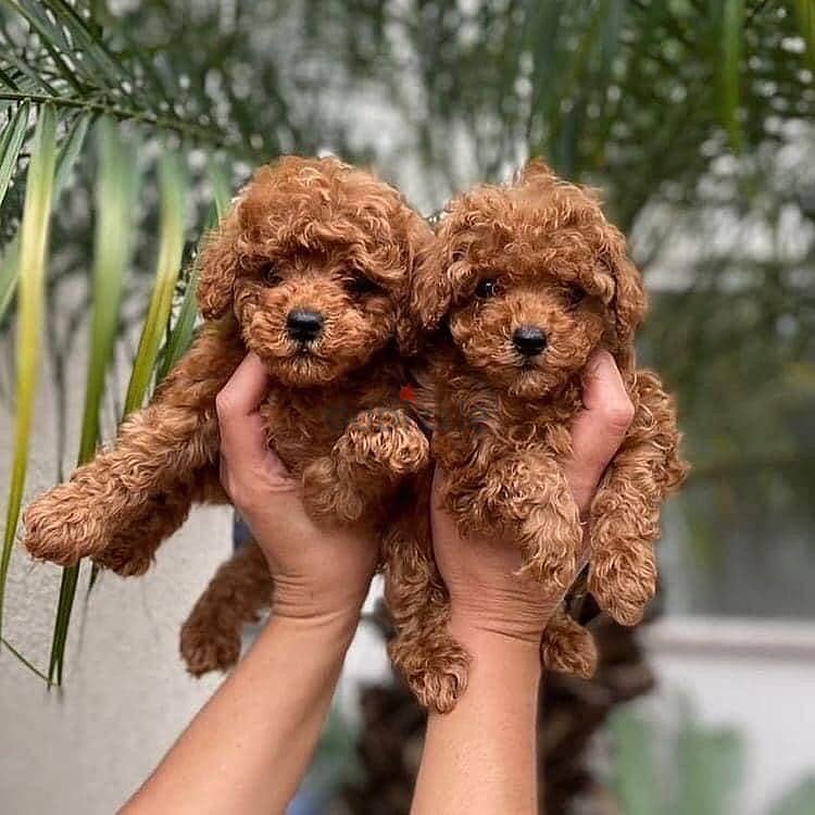 Healthy Toy Poodle Puppies / Whatsapp Me ::+972552992089 0