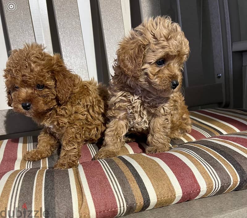 Toy Poodle Puppies Whatsapp me +972553390216 1