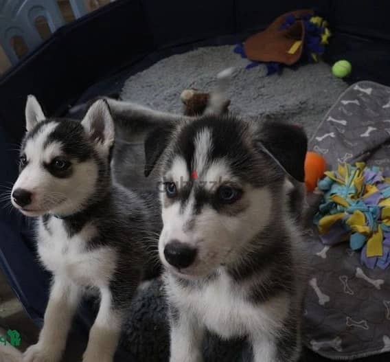 Whatsapp Me +966588993320 Siberian Husky Puppies 1