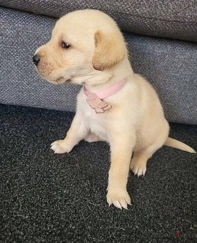 Whatsapp Me +972555074990 Labrador Puppies 0