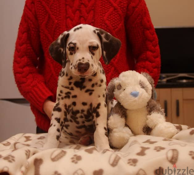 Whatsapp Me +966583921348 Dalmatian Puppies 1