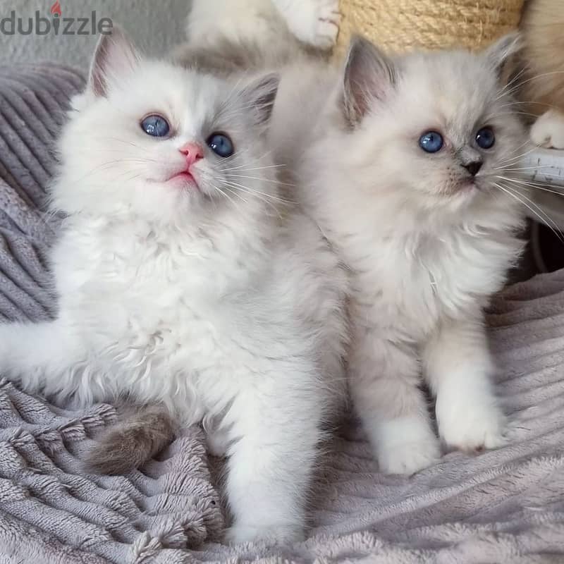 Whatsapp Me +966588993320 Ragdoll Cats 1