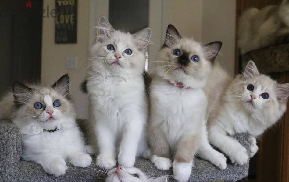 Whatsapp Me +966588993320 Ragdoll Cats 0