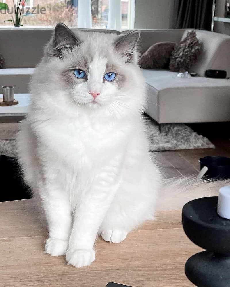 Whatsapp Me +966588993320 Ragdoll Cats 1