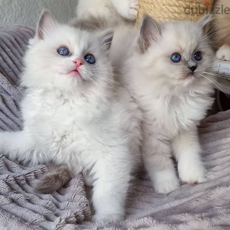 Whatsapp Me +966588993320 Ragdoll Cats 0