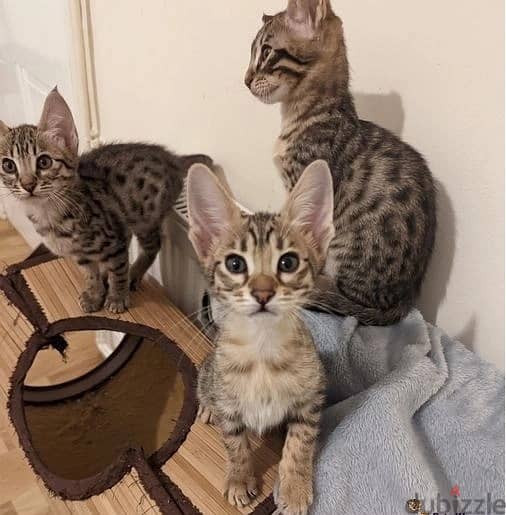 Whatsapp Me +966583921348 Savannah Cats 0