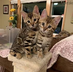 Whatsapp Me +966583921348 Savannah Cats