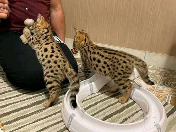 Whatsapp Me +966583921348 Savannah Cats 1