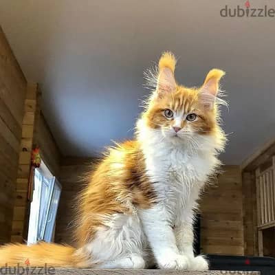 Maine Coon// WhatsApp +966568218820