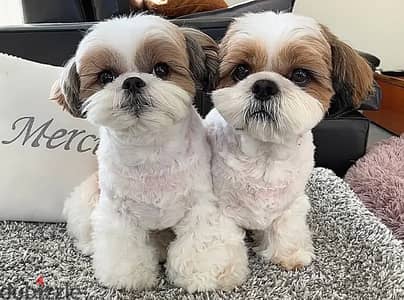 Shih