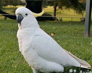 Whatsapp Me +966588993320 Umbrella Cockatoos 1