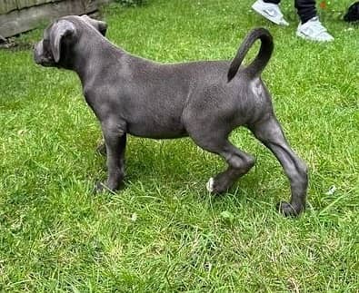 Whatsapp Me +966588993320 Cane Corso Puppies 1