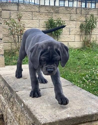 Whatsapp Me +966588993320 Cane Corso Puppies 0