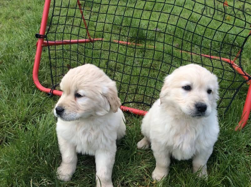 Whatsapp Me +972555074990 Golden Retriever Puppies 0