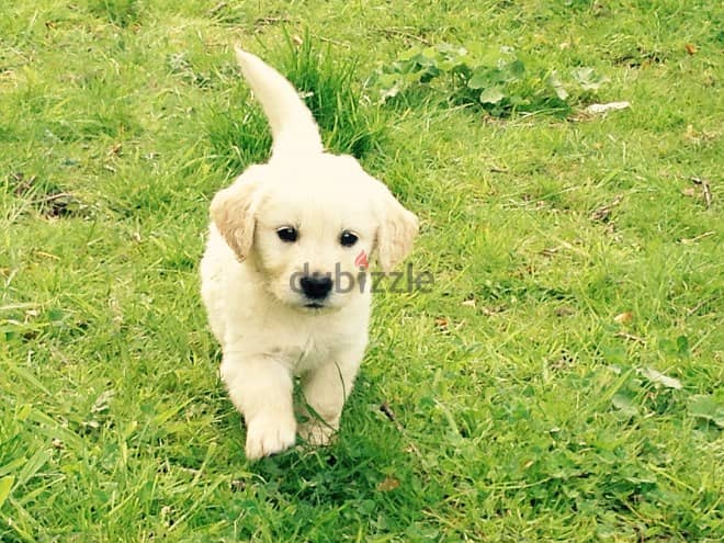 Whatsapp Me +972555074990 Golden Retriever Puppies 1