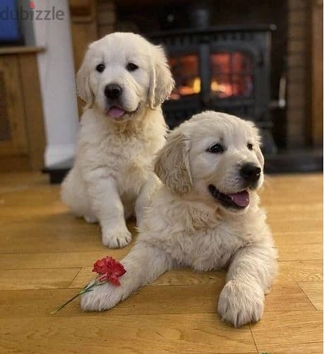 Whatsapp Me +972555074990 Golden Retriever Puppies 0