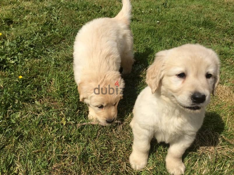 Whatsapp Me +972555074990 Golden Retriever Puppies 0