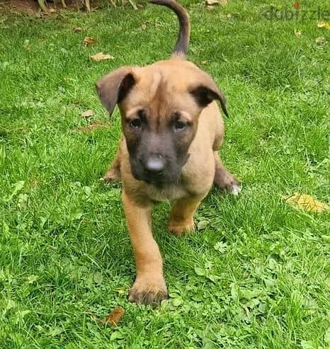 Whatsapp Me +966583921348 Belgian Malinois Puppies 1