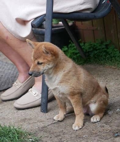 Whatsapp Me +966588993320 Shiba Inu Puppies 1