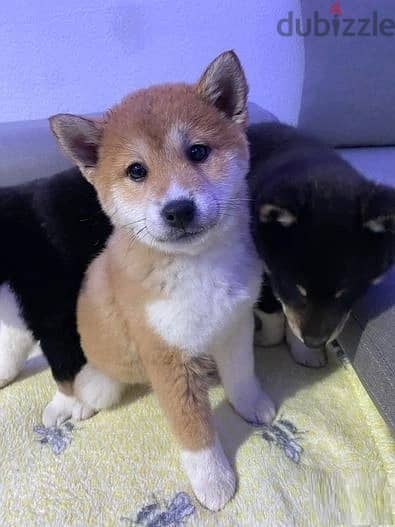 Whatsapp Me +966588993320 Shiba Inu Puppies