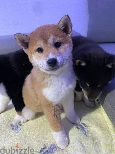 Whatsapp Me +966588993320 Shiba Inu Puppies 0