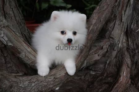 Whatsapp Me +972555074990 Pomeranian Puppies