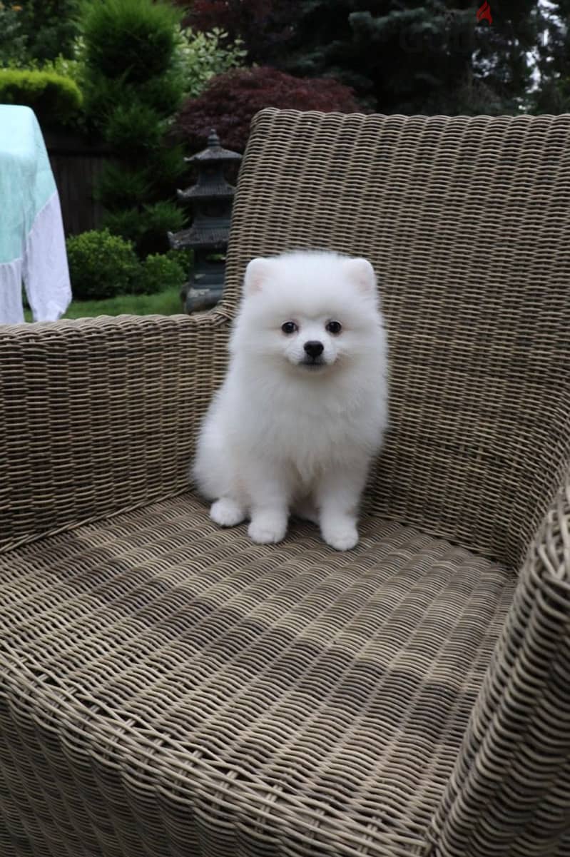 Whatsapp Me +972555074990 Pomeranian Puppies 0