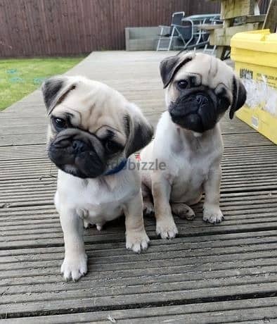 Whatsapp Me +966583921348 Pug Puppies 1