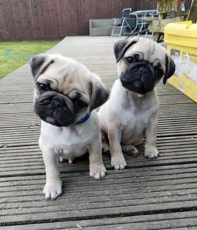 Whatsapp Me +966583921348 Pug Puppies