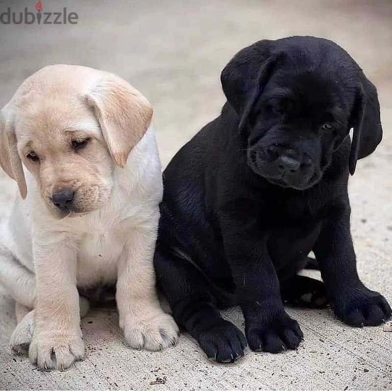 Healthy Labrador Puppies / Whatsapp Me ::+972552992089 0