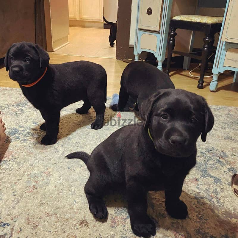 Healthy Labrador Puppies / Whatsapp Me ::+972552992089 1