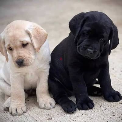 Labrador Retriever Puppies Whatsapp me +972553390216