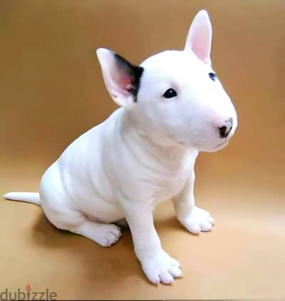 Bull Terrier Puppies Whatsapp me +972553390216