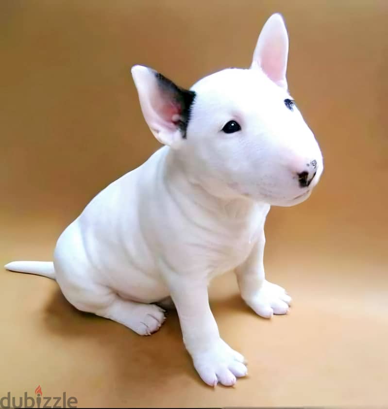 Bull Terrier Puppies Whatsapp me +972553390216 0