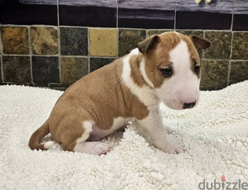 Bull Terrier Puppies Whatsapp me +972553390216 1