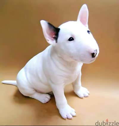 Healthy Bull Terrier Puppies / Whatsapp Me ::+972552992089