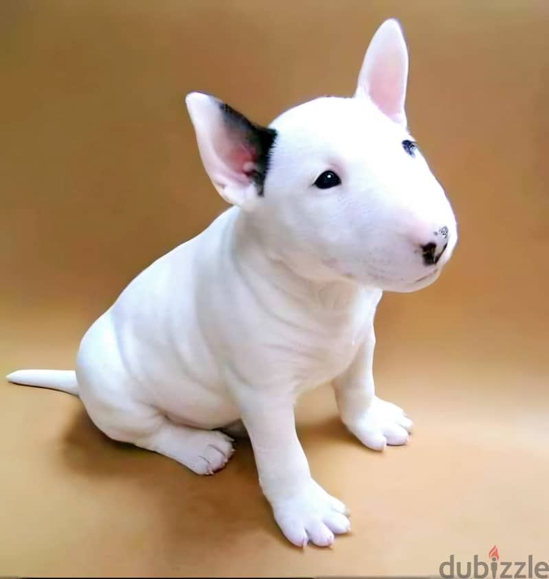 Bull Terrier Puppies Whatsapp me +972553390216 0