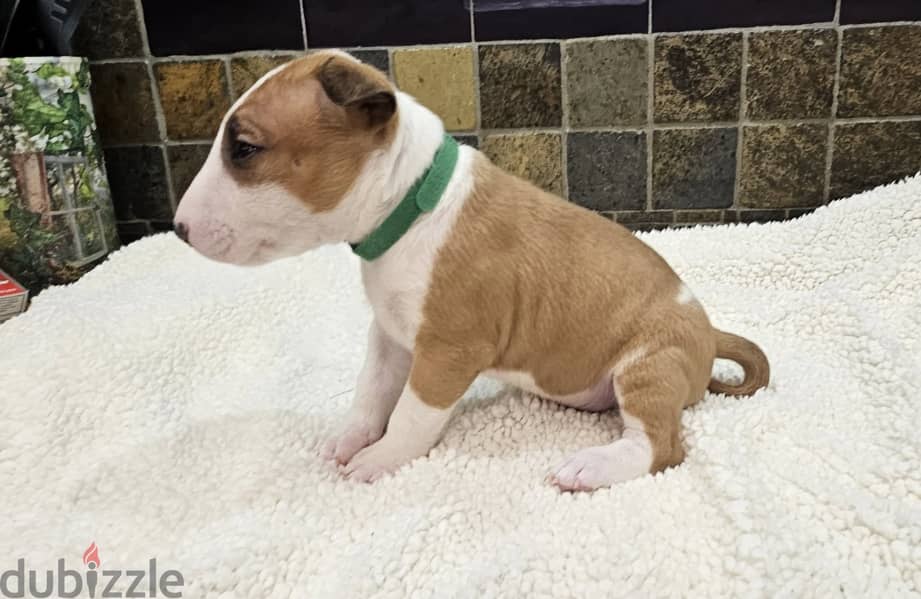 Bull Terrier Puppies Whatsapp me +972553390216 1