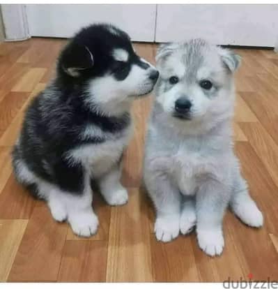 Siberian Husky Puppies Whatsapp me +972553390216