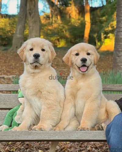 Golden Retriever// WhatsApp +966568218820