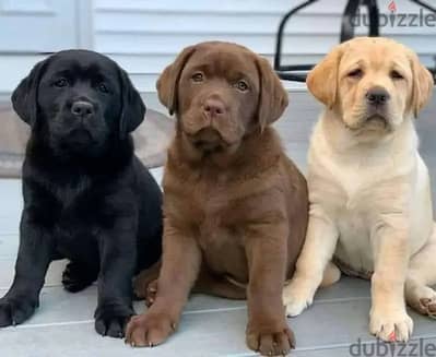 Labrador puppies// WhatsApp +97455792932