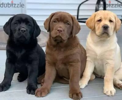 Labrador puppies// WhatsApp +97455792932