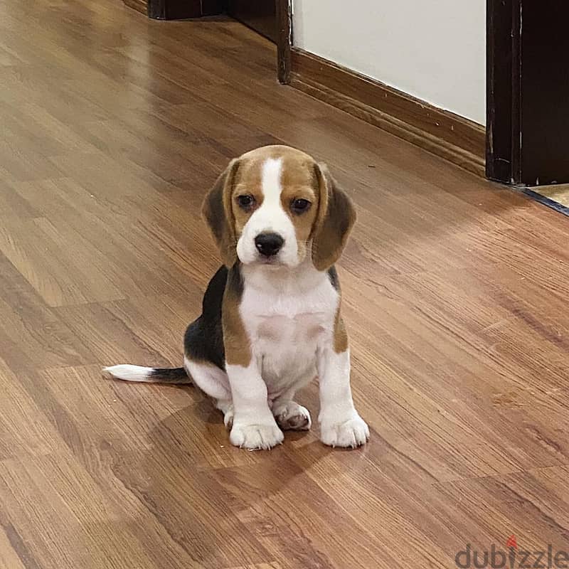 Beagle  Puppy 0