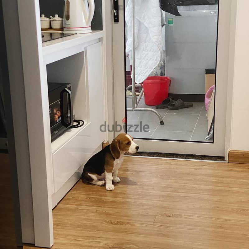 Beagle  Puppy 1