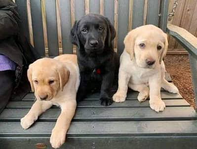 Labrador Retriever Puppies Whatsapp me +972553390216