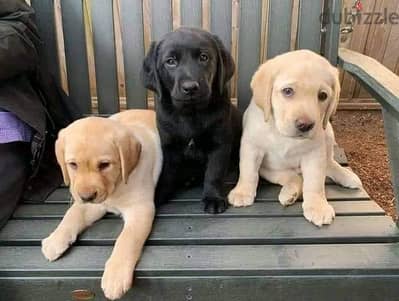 Labrador Retriever Puppies Whatsapp me +972553390216